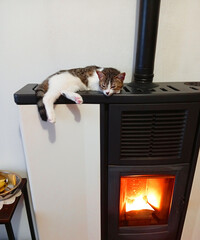 A white and gray cat is sleeping on the stove