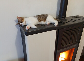 cat that is warm and sleeps on the stove
