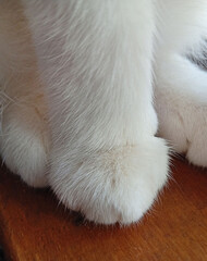soft white paw in close-up