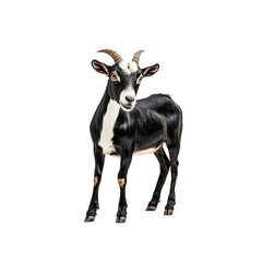 Fototapeta premium Goat standing on Transparent Background