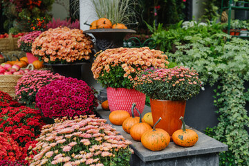 Autumn garden display with colorful mums and decorative gourds and pumpkins