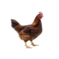 Fototapeta premium Brown chicken isolated on Transparent Background
