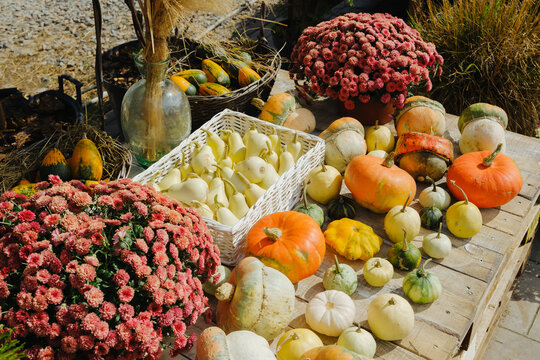 Autumn harvest display of pumpkins gourds mums and squash on rustic wood crates