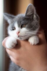 A tiny grey and white kitten is gently held in a human hand, looking off to the side. The adorable baby cat rests its paws on fingers with a calm expression, highlighting vulnerability of a young pet