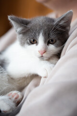 A tiny grey and white kitten rests comfortably in a person's arms. The adorable baby cat looks towards the camera with a calm expression, showing its pink paw pads while being cradled.