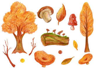 Set - autumn trees and mushrooms, orange leaves. PNG transparent.