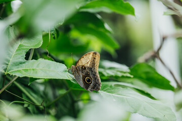 Caligo butterfly rests on green leaves in soft focus jungle