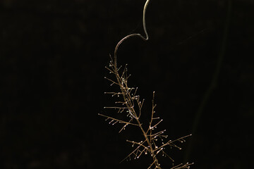 Curved silhouette of vine plant stem and dry grass with rim light on black background abstract nature