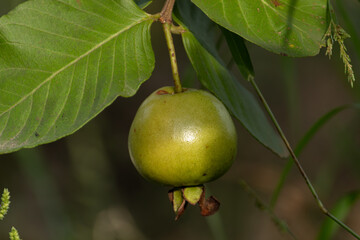 Close up of fresh green guava fruit hanging on tree branch with green leaves in organic garden farm background.