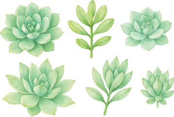 Obraz premium Set of Succulent plant isolated on white background