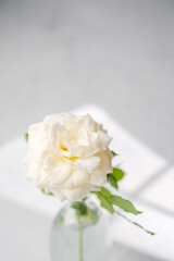 White rose in clear glass vase with soft light and shadow on light background