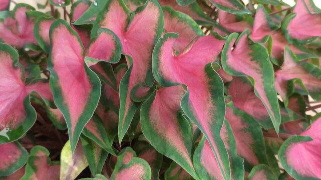 Beautiful Caladium leaves with vibrant colors and striking patterns. Their heart-shaped form and bold variegation create an eye-catching tropical foliage display.