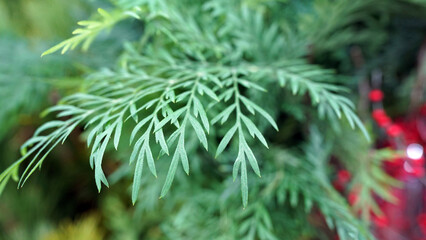 Vibrant orange Grevillea robusta flowers in natural garden setting