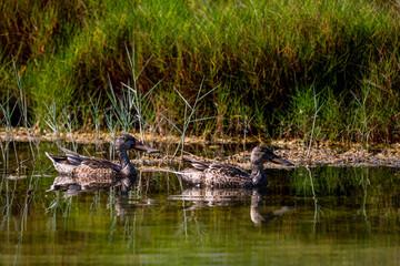 Northern shoveler - Spatula clypeata. Oman