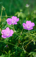 Fototapeta premium Bloody geranium, is a species of hardy flowering herbaceous perennial plant in the cranesbill family Geraniaceae.