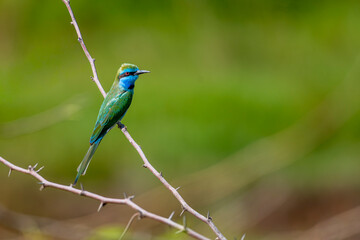 Arabian Green Bee-Eater, Merops cyanophrys. Oman