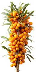 Branch of vibrant orange sea buckthorn berries with leaves