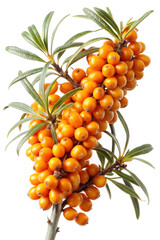 Vibrant orange sea buckthorn berries on a leafy green sprig