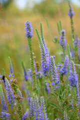 Fototapeta premium The blue flowers of the veronica. Medicinal, honey and ornamental plant. Veronica longifolia