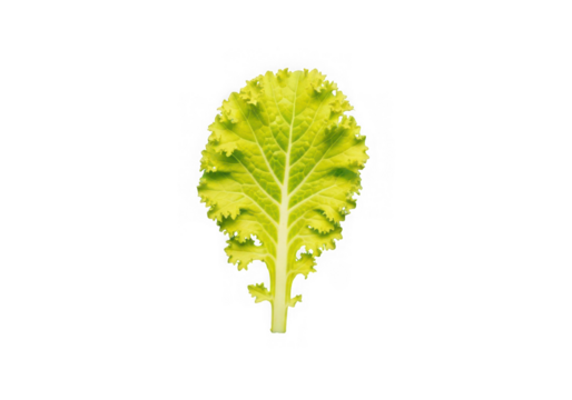 A single vibrant green and yellow leaf, likely from a mustard plant or similar leafy green, presented with clear detail and texture, isolated on transparent background