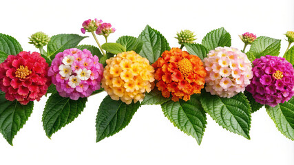 Vibrant lantana camara flowers creating a colorful natural border