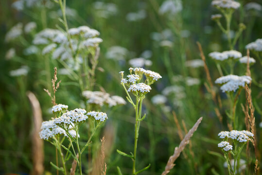 Common yarrow (Achillea) white flowers close up. Medicinal organic natural herbs, plants concept. Wild yarrow, wildflower.
