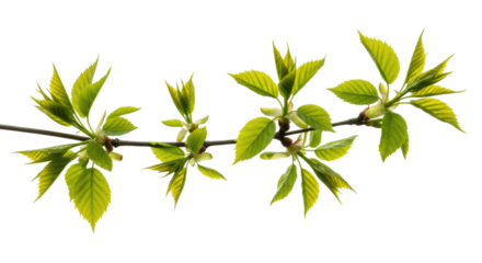 Slender tree branch with fresh, vibrant green spring leaves, delicate veins, isolated on a transparent background with copy space, concept of new beginnings