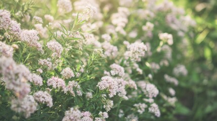 Valerian plants with pale pink and white blossoms swaying gracefully under soft natural light.