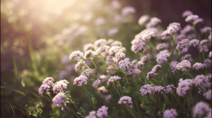 Naklejka premium A cluster of Valerian plants with delicate pink-white flowers swaying in a soft breeze. gardening catalogs, home-decor guides, designed for home decor and floral branding.