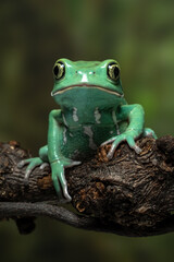 Phyllomedusa sauvagii, the waxy monkey leaf frog or waxy monkey tree frog.