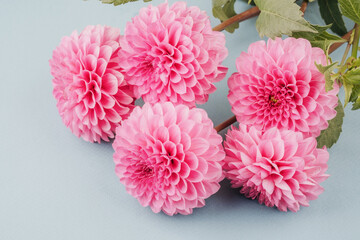 Cluster of pink dahlias with green leaves on blue background for botanical bouquet and floral display
