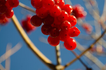 Clusters of bright red viburnum berries hang from bare branches against a clear blue sky, accented...