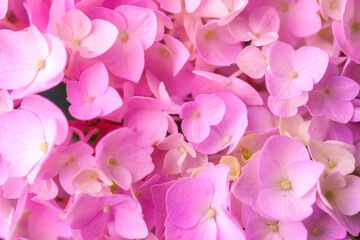 Fototapeta premium macro floral background of pink hydrangea petals – ideal for wallpapers, fabric design, or romantic aesthetic compositions.