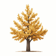 Ginkgo Tree Vector Outline | Deciduous Ornamental Tree Silhouette | Botanical Illustration