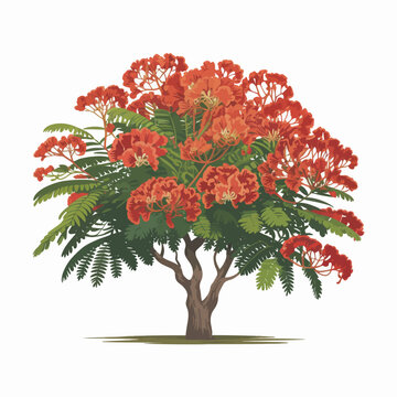Flame Tree