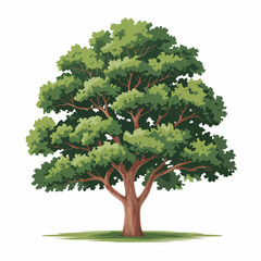 Mahogany Tree Vector Outline | Hardwood Tropical Tree Silhouette | Botanical Illustration