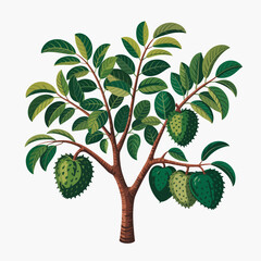 Soursop Tree Vector Outline | Tropical Fruit Tree Silhouette | Botanical Illustration