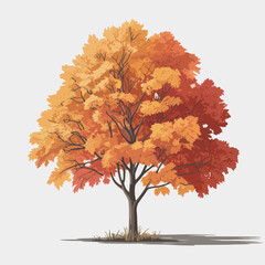 Sugar Maple Tree Vector Outline | Silhouette Illustration | Autumn Deciduous Tree