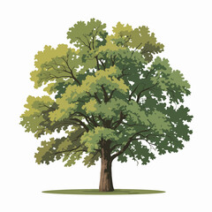 Sycamore Tree Vector Outline | Silhouette Illustration | Broadleaf Forest Tree