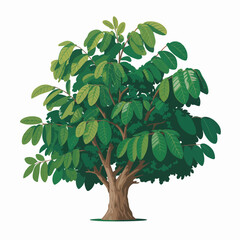 Walnut tree