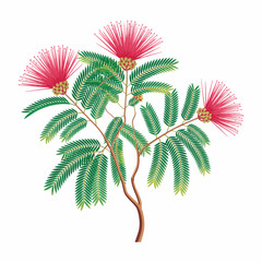 Calliandra tree