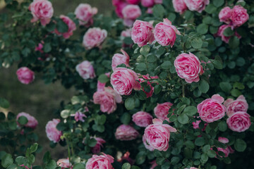 Roses bloom vibrantly in a lush garden filled with greenery under soft sunlight