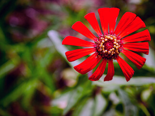 Red blooming zinnia flower and yellow pollen, Top view of Heliantheae flower, Zinnia violacea Cav flower