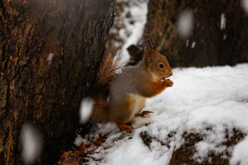 Photo of a squirrel in the snow, eating nuts while snowflakes gently fall around it. Detailed fur, tiny paws, and winter forest background. 