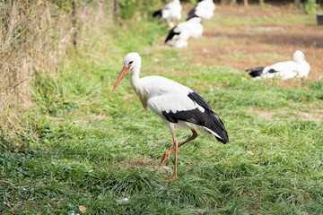Stork walking in a pasture on a sunny warm day. Close-up. Protected bird species