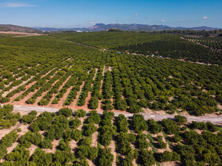 Extensive orange production, municipality of Onda, Castell&oacute;n, Valencian Community, Spain