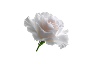 Elegant White Rose: a pristine white rose blooms in graceful splendor, its delicate petals unfurling to reveal a soft, inviting center. this single rose is a timeless symbol of purity, beauty.
