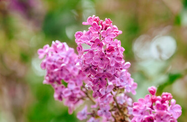 Colorful lilac flowers blooming in a vibrant garden during spring season