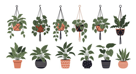 Large collection of various green houseplants in decorative pots and macrame hangers for modern home decor and urban jungle concept.