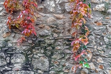 Ancient stone wall adorned with vibrant Virginia creeper, with copy space on the textured wall. The rustic weathered stonework creates perfect contrast with the red, orange, and pink foliage